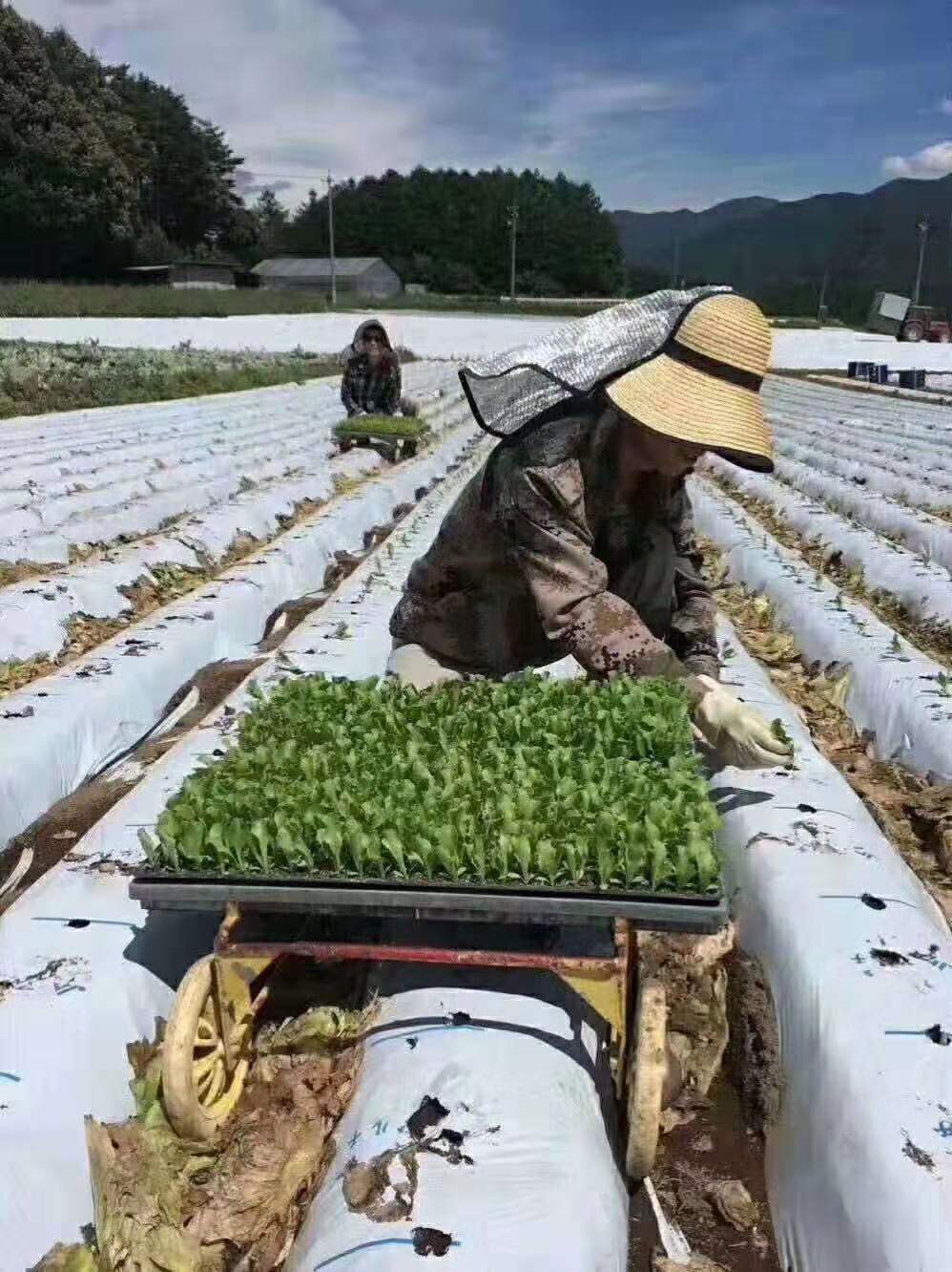 赴日本短期蔬菜种植加工男女工